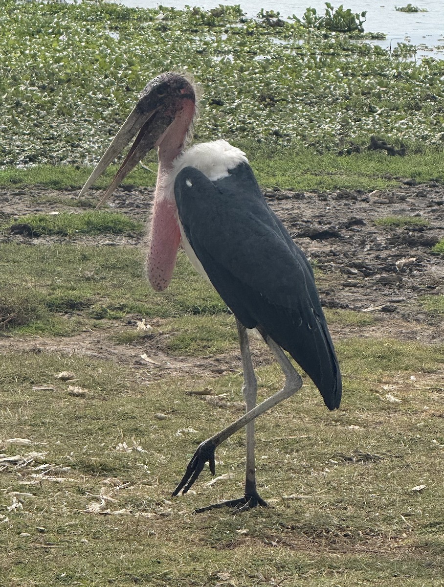 Marabu afrikarra - ML646024807