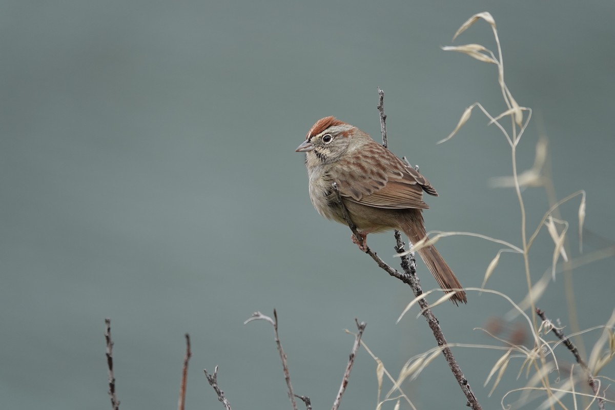 Rufous-crowned Sparrow - ML646024810