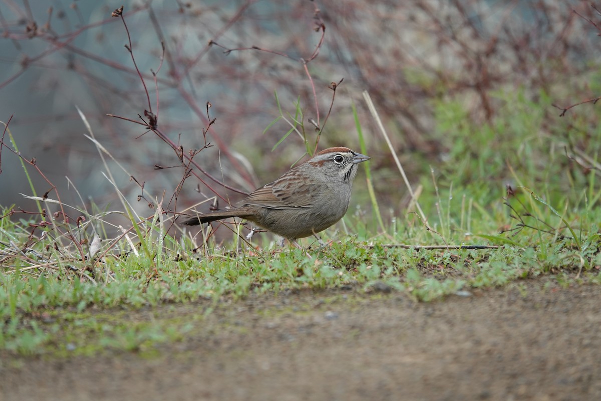 Rufous-crowned Sparrow - ML646024819