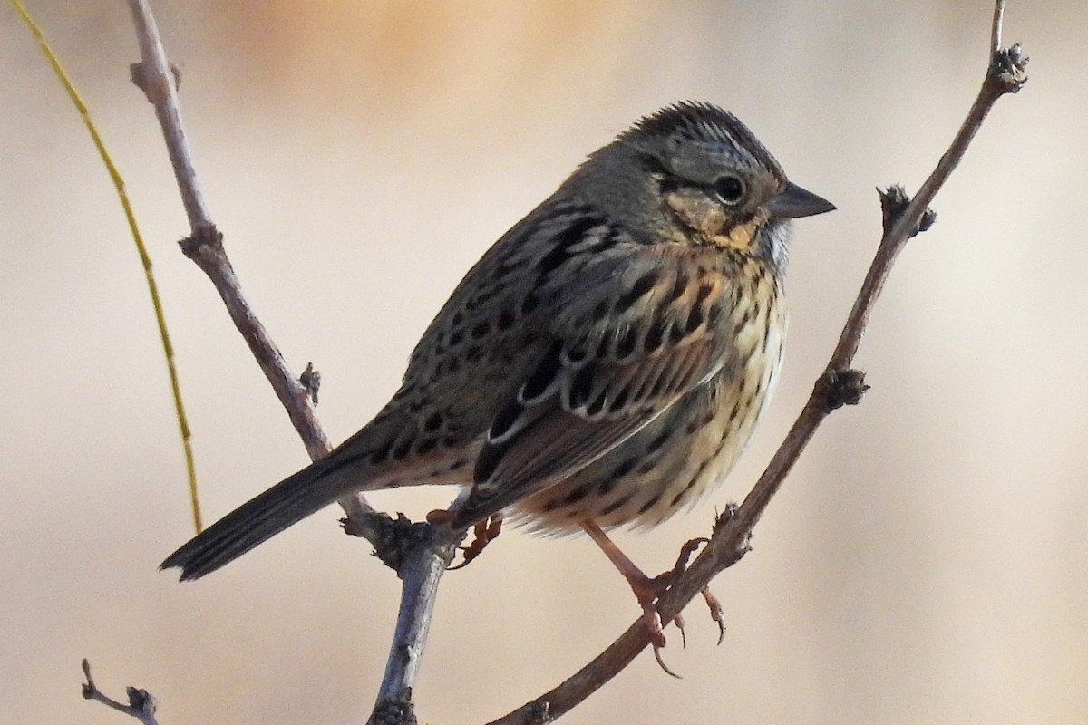 Lincoln's Sparrow - ML646024822