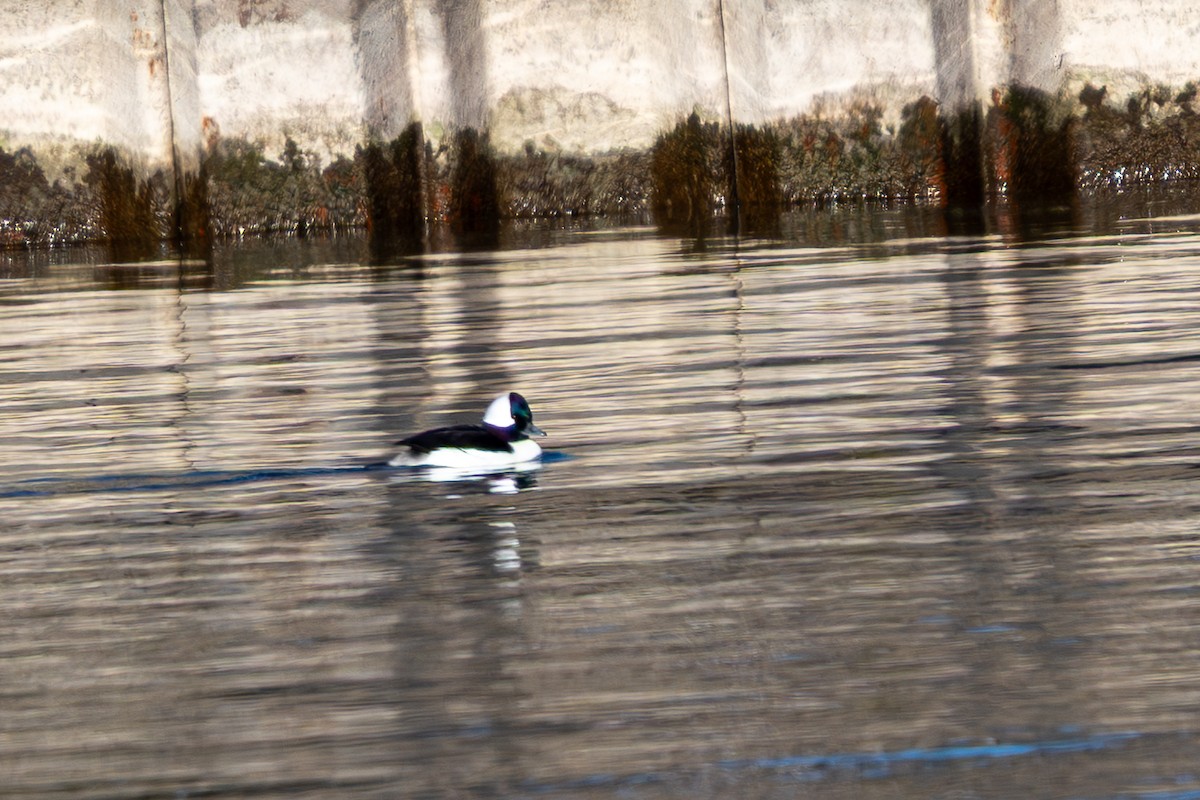 Murgilari buruzuria - ML646024823