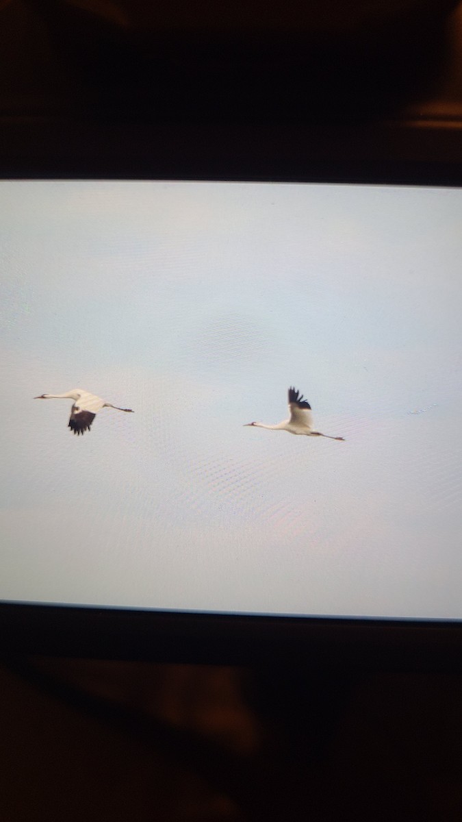 Kurrilo zuria - ML646024824