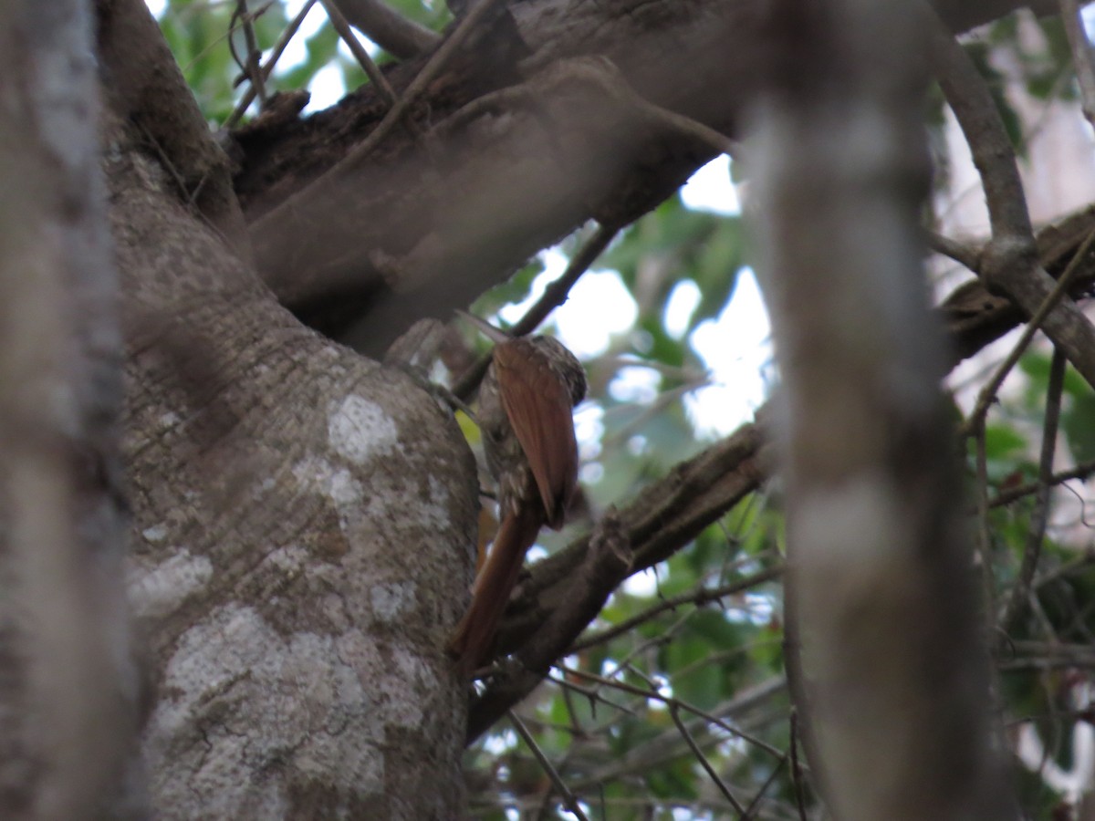 Ivory-billed Woodcreeper - ML646024825
