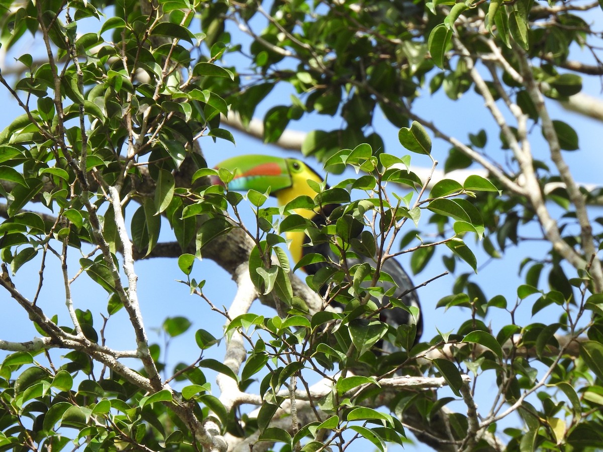 Keel-billed Toucan - ML646024826