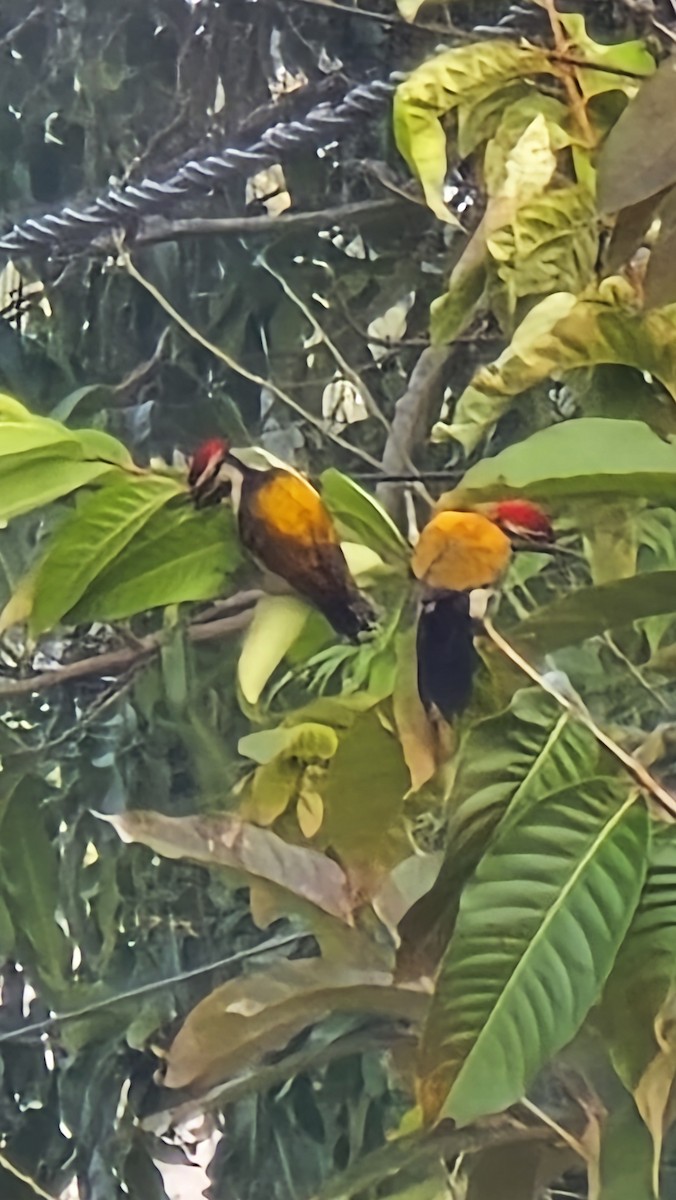 Black-rumped Flameback - ML646024827
