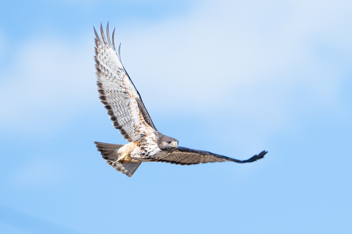 Red-tailed Hawk (Harlan's) - ML646024829