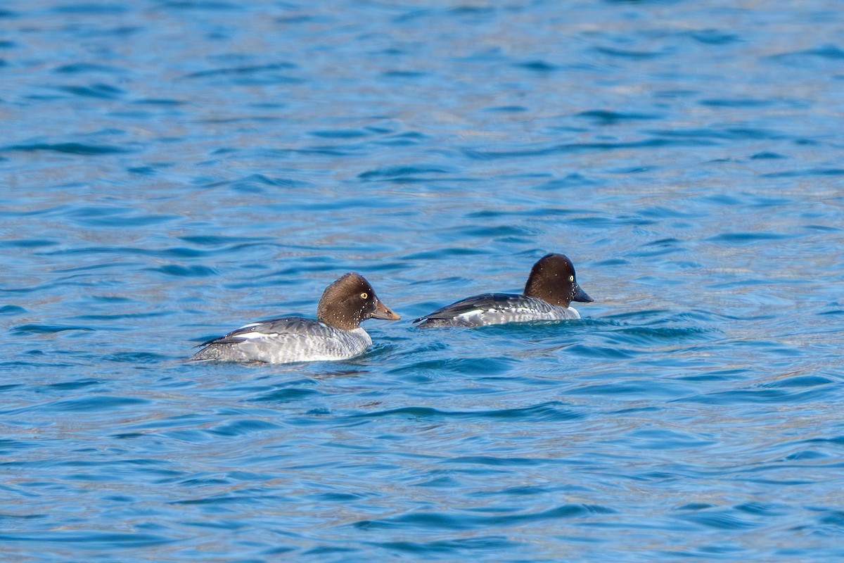 Murgilari urrebegia - ML646024832