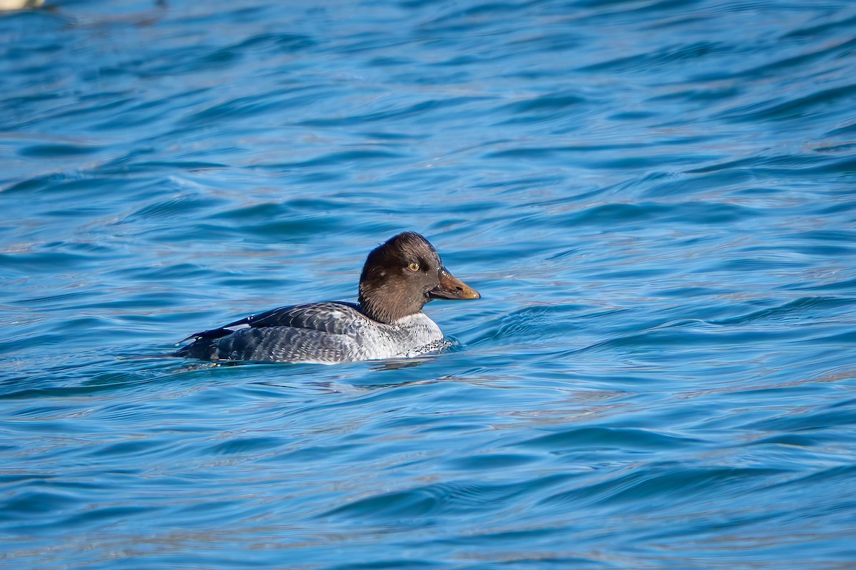 Murgilari urrebegia - ML646024833