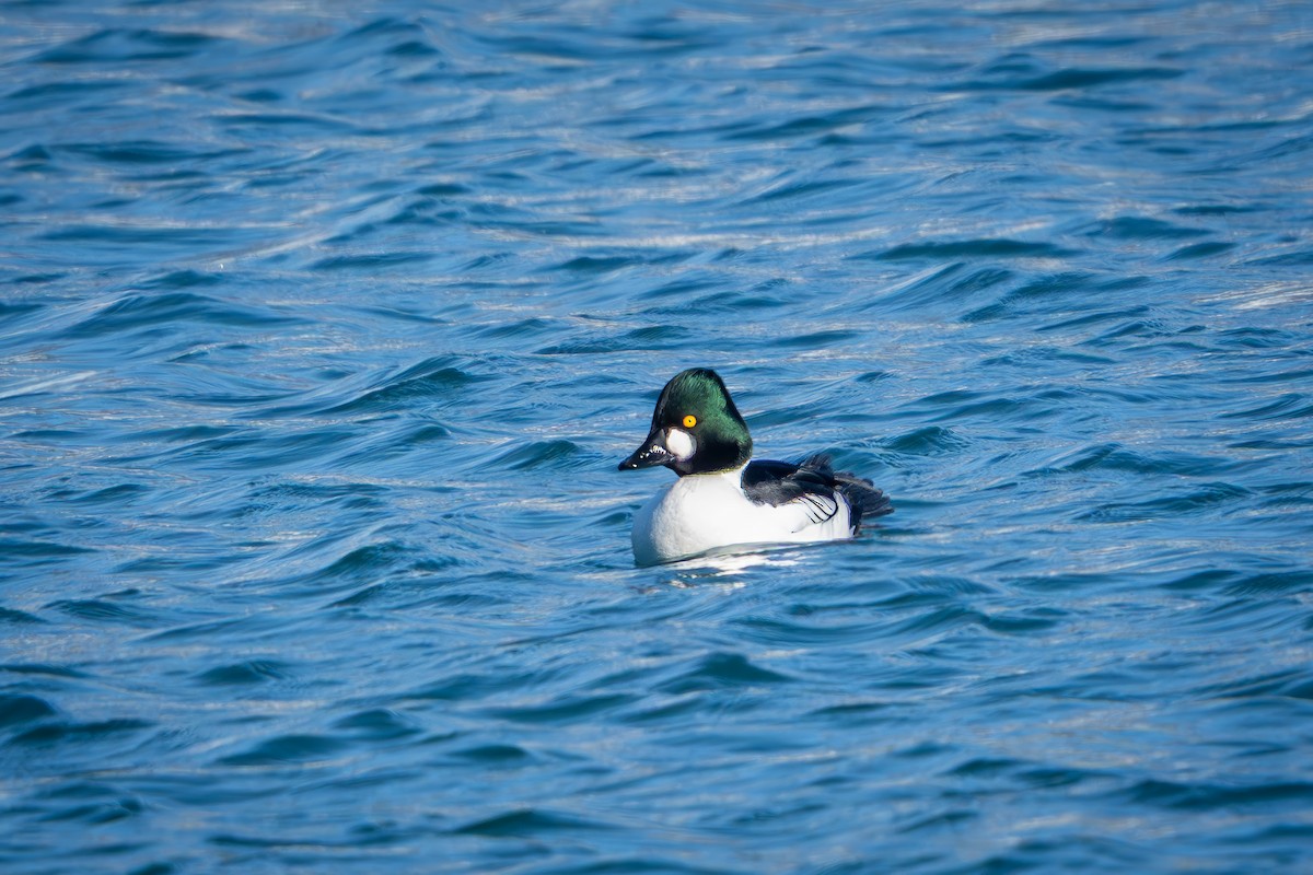 Murgilari urrebegia - ML646024834