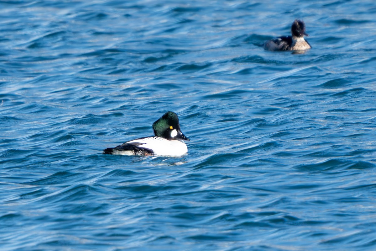 Murgilari urrebegia - ML646024835