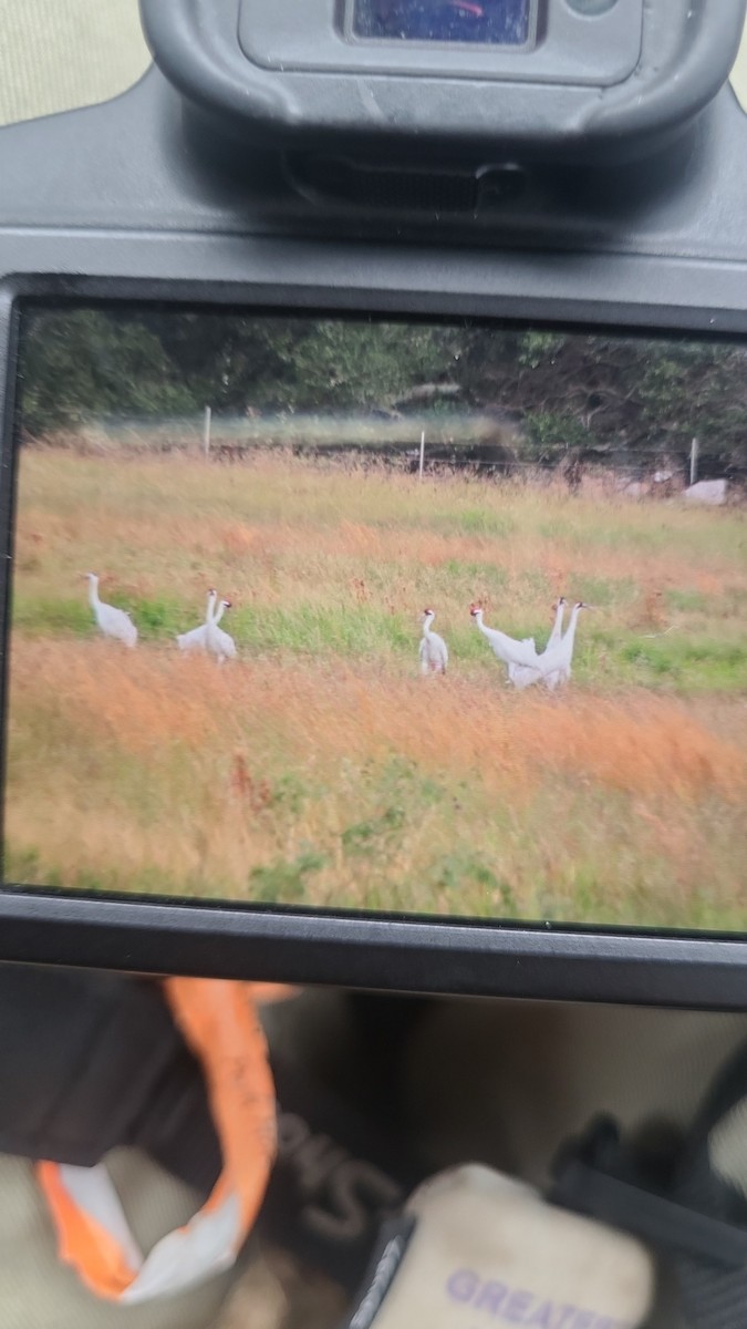 Kurrilo zuria - ML646024836