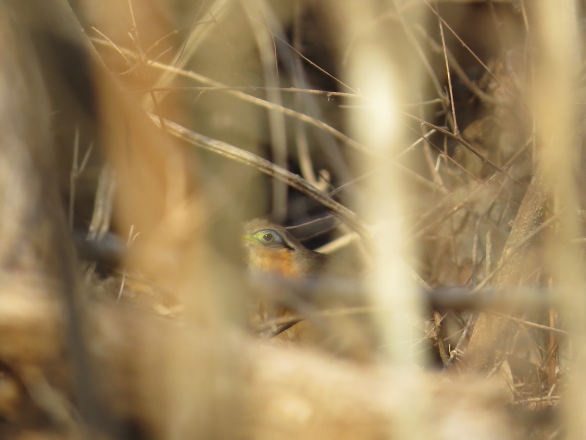 Lesser Ground-Cuckoo - ML646024839