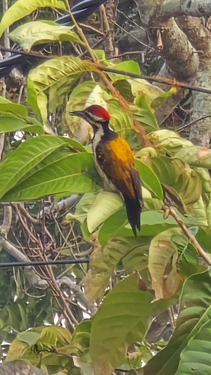 Black-rumped Flameback - ML646024840