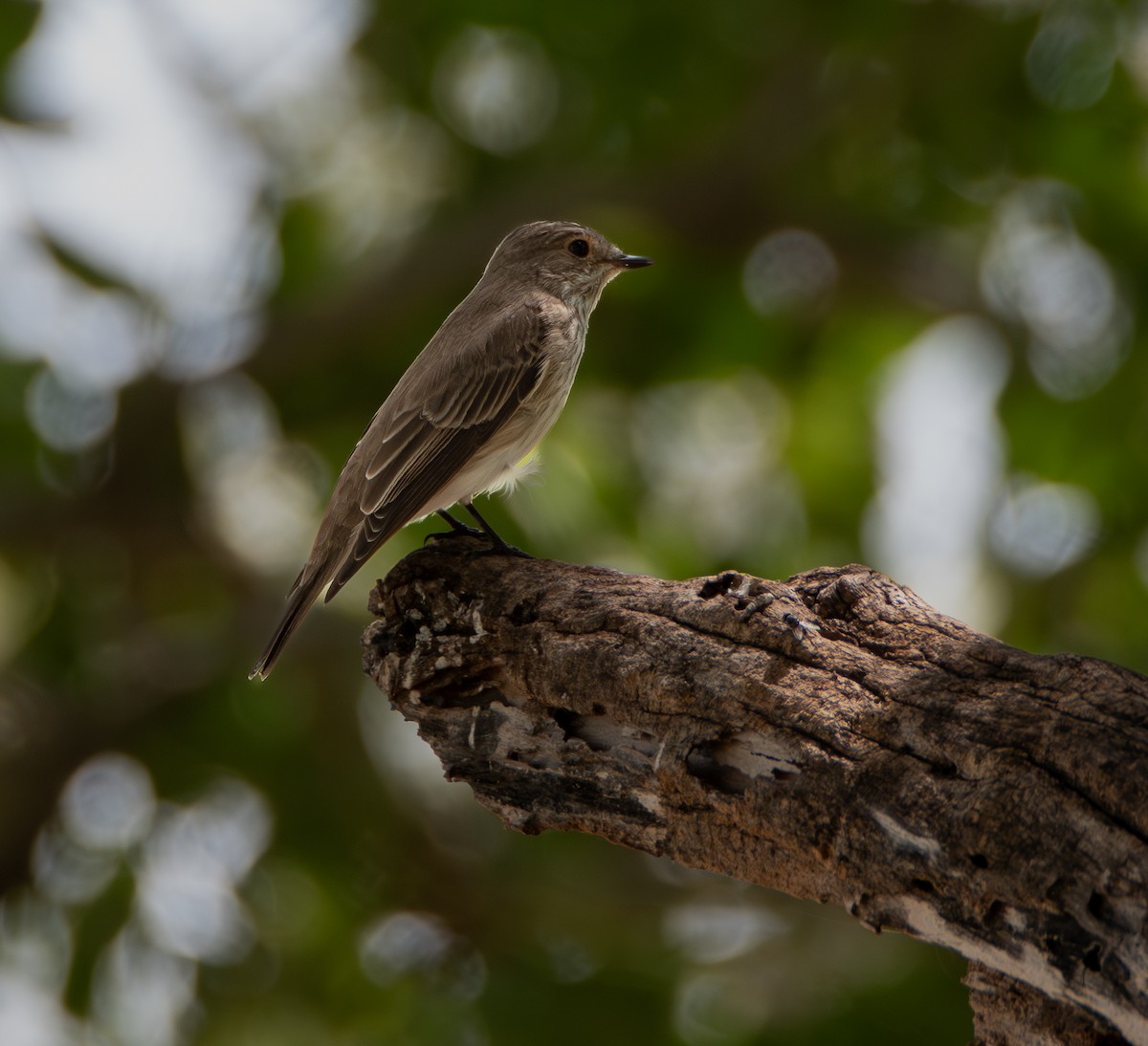 Euli-txori grisa [striata Taldekoa] - ML646024841