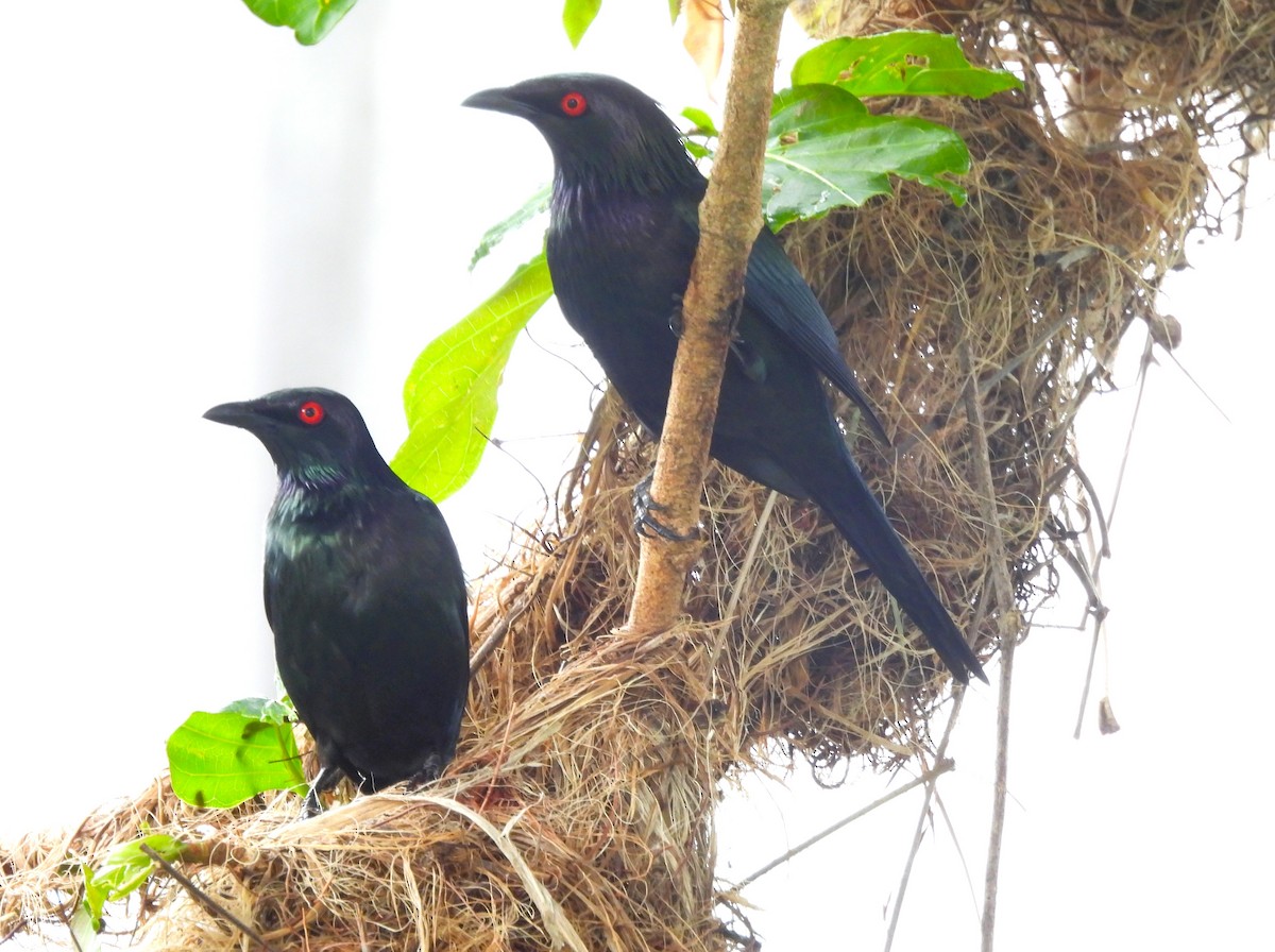 Metallic Starling - ML646024842