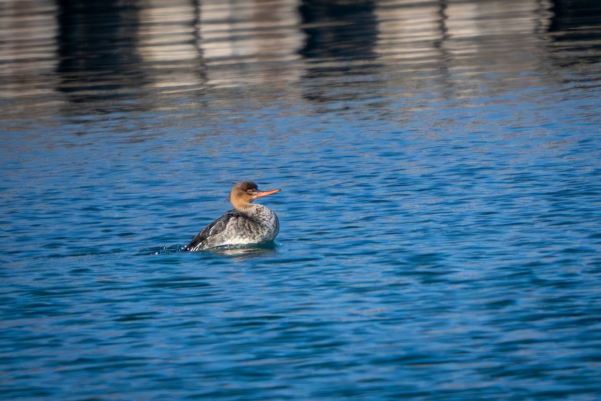 Zerra ertaina - ML646024843