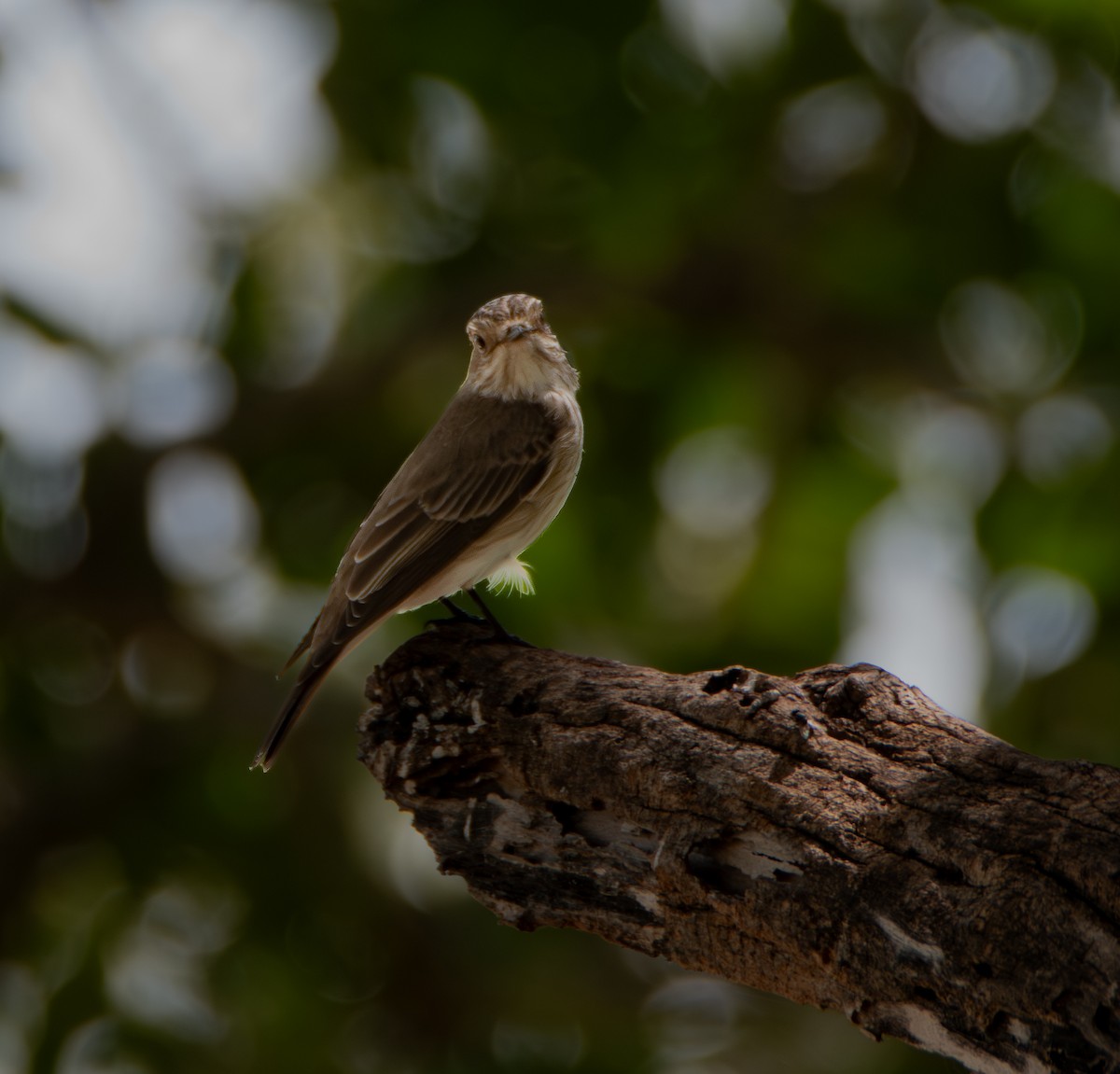 Euli-txori grisa [striata Taldekoa] - ML646024844