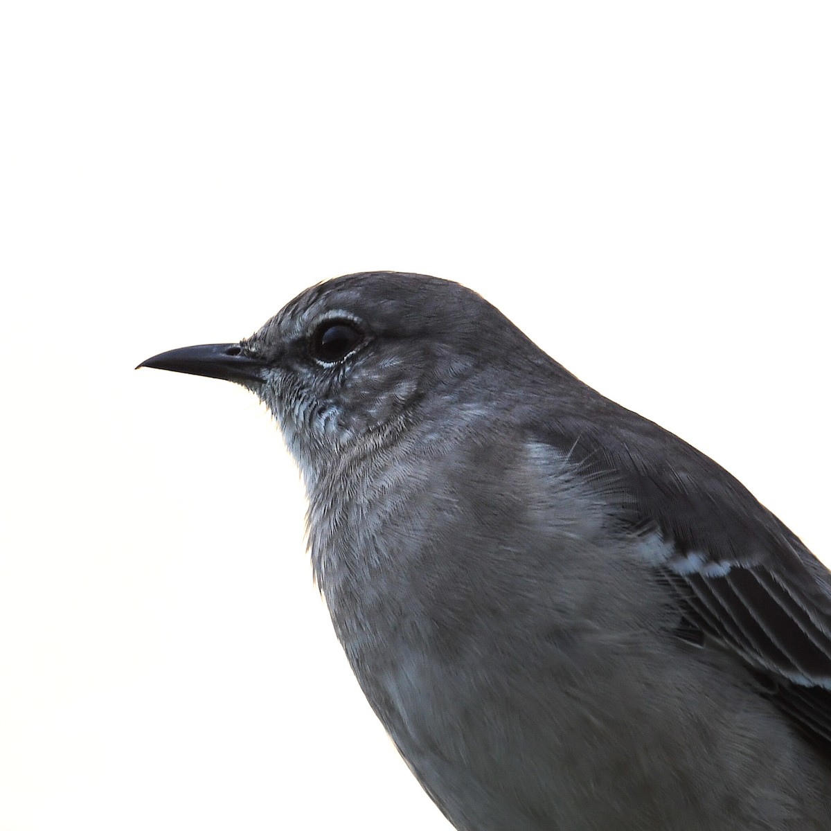Northern Mockingbird - ML646024849