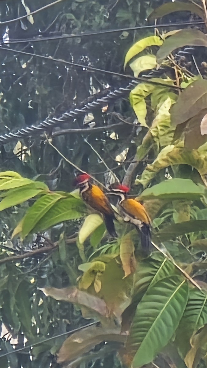 Black-rumped Flameback - ML646024850