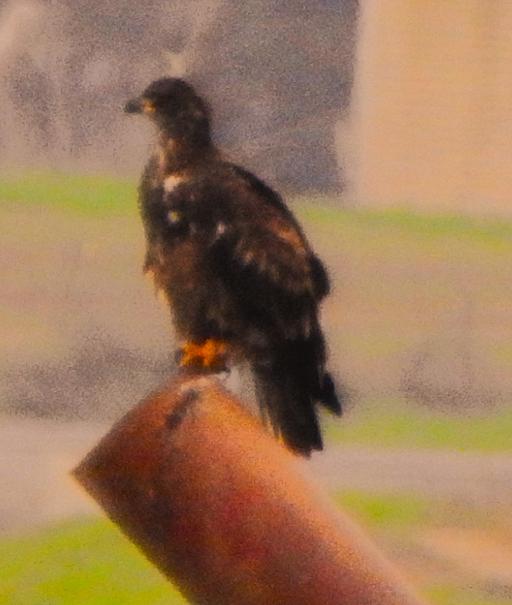 Bald Eagle - ML646024851