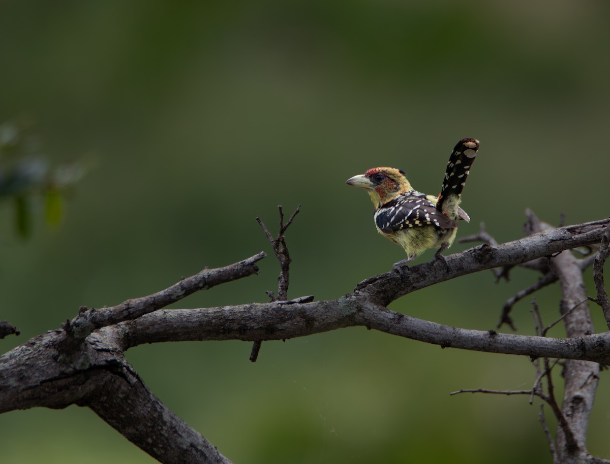 Crested Barbet - ML646024852