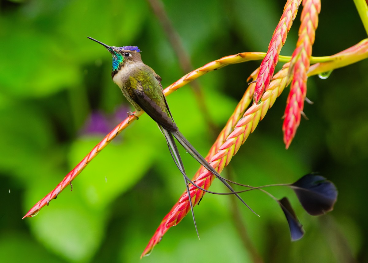 オナガラケットハチドリ - ML646024853