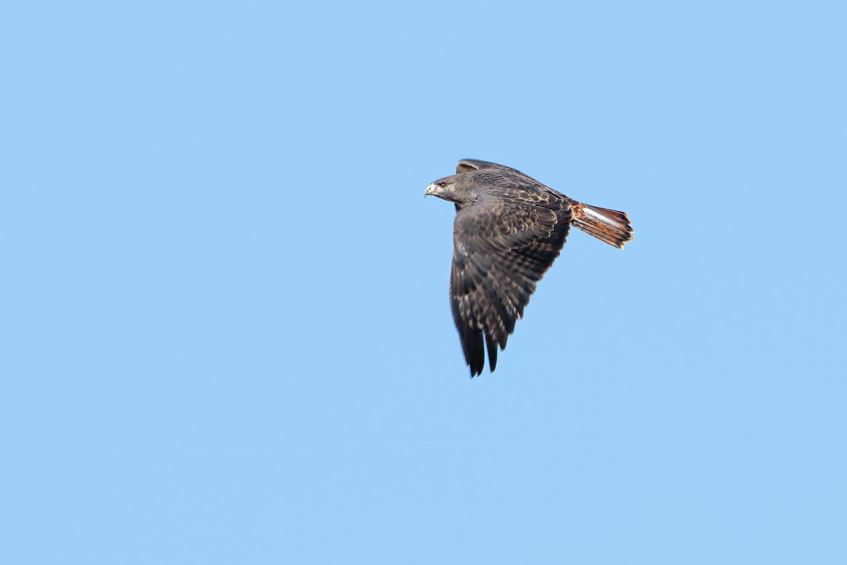 Red-tailed Hawk (Harlan's) - ML646024854
