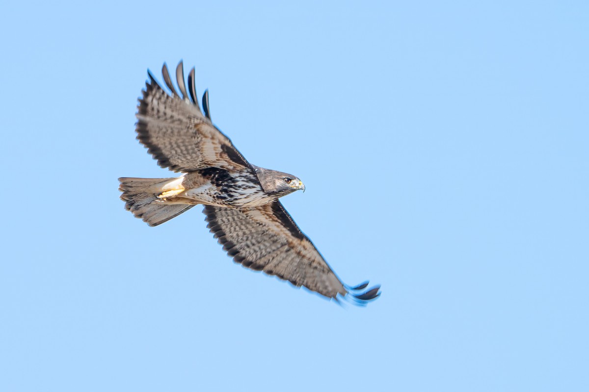 Red-tailed Hawk (Harlan's) - ML646024855