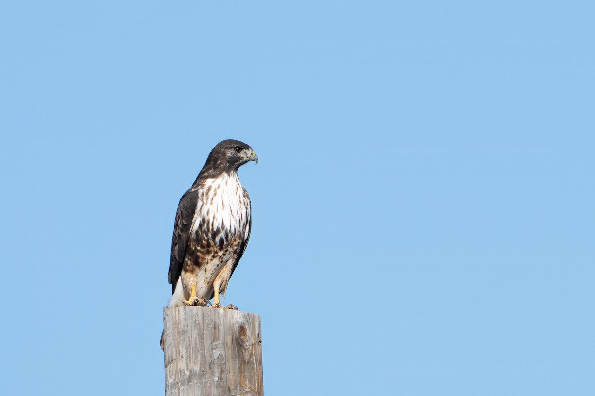Red-tailed Hawk (Harlan's) - ML646024856