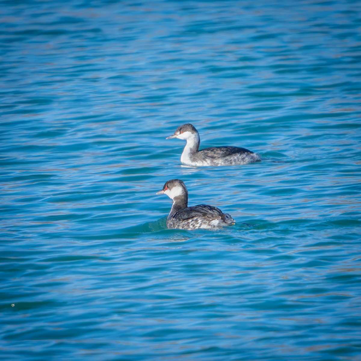 טבלן לבן-לחיים - ML646024858