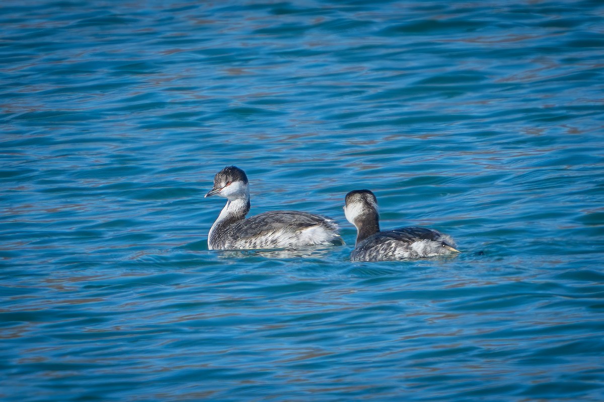 Txilinporta urrebelarria - ML646024859