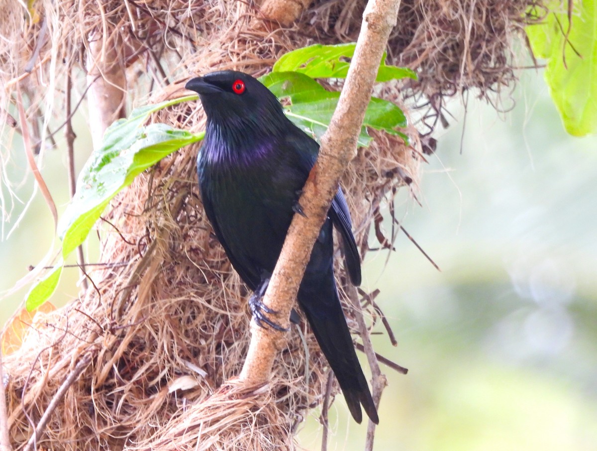 špaček lesklý - ML646024861