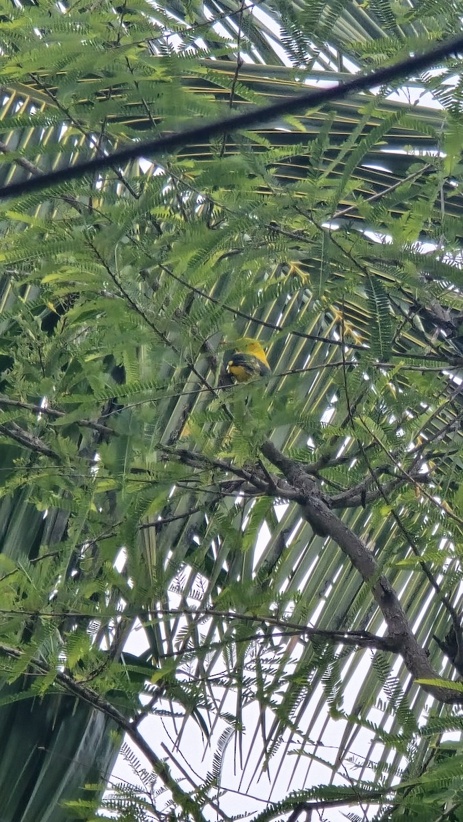 Indian Golden Oriole - ML646024862