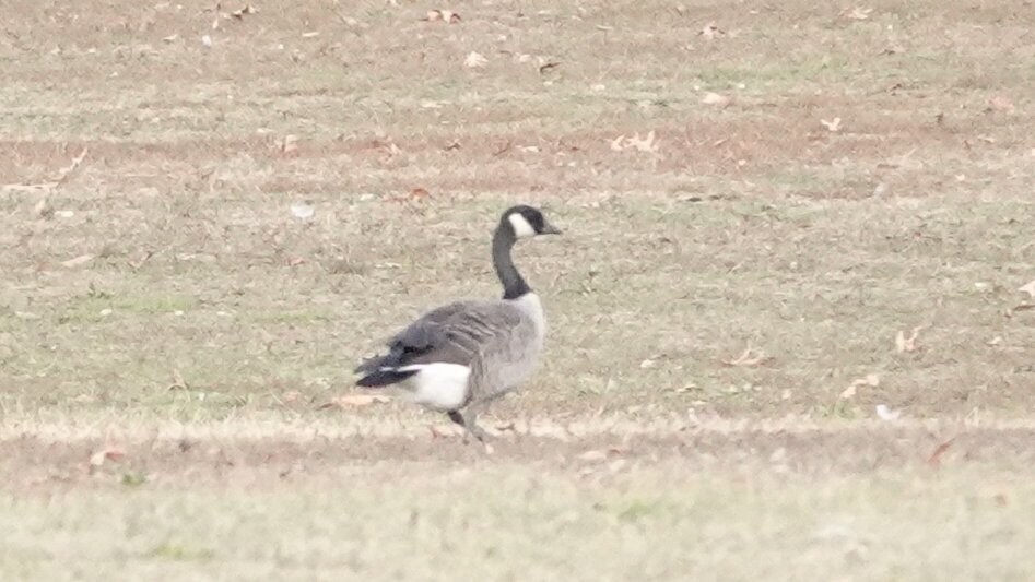 Канад галуу - ML646024864