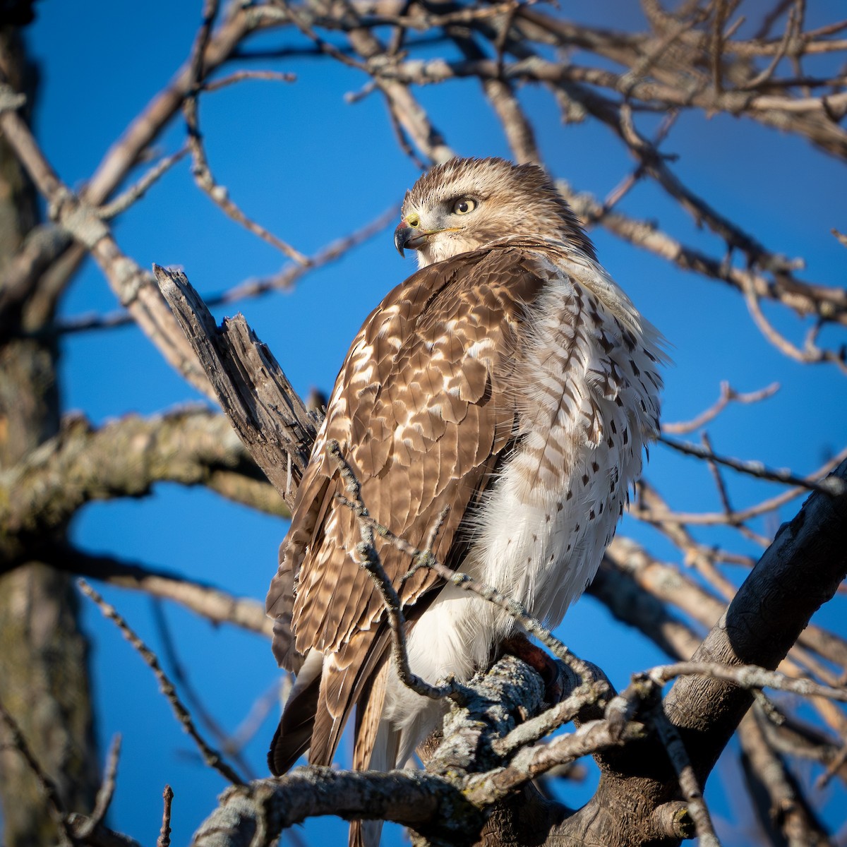 káně rudochvostá - ML646024867