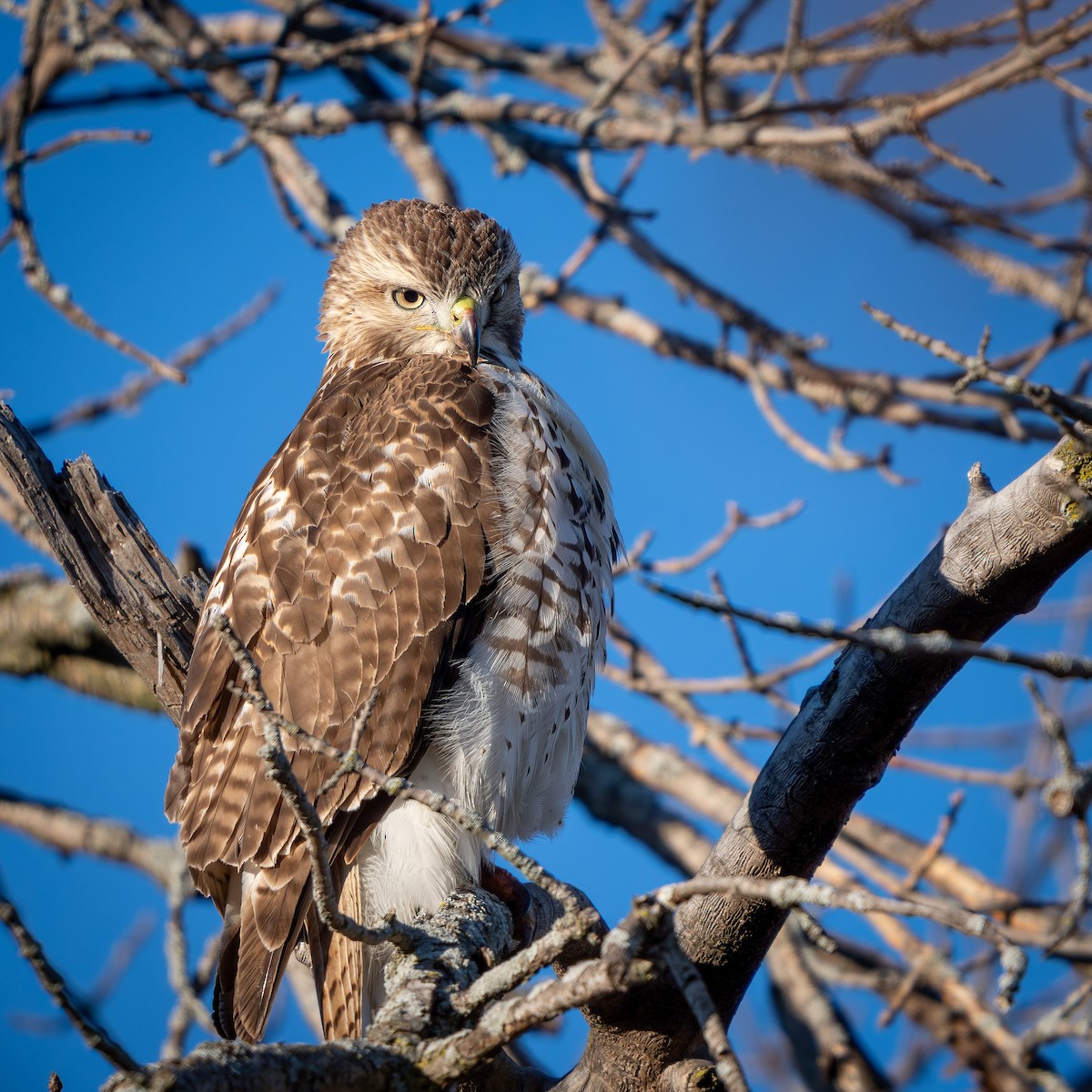 káně rudochvostá - ML646024868