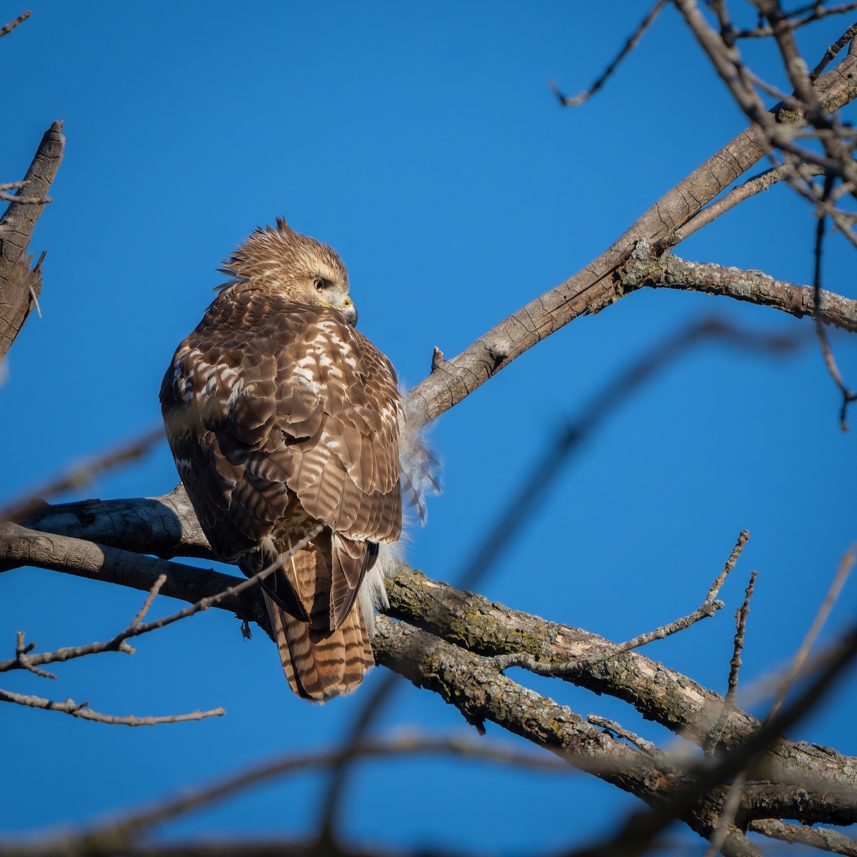 káně rudochvostá - ML646024869