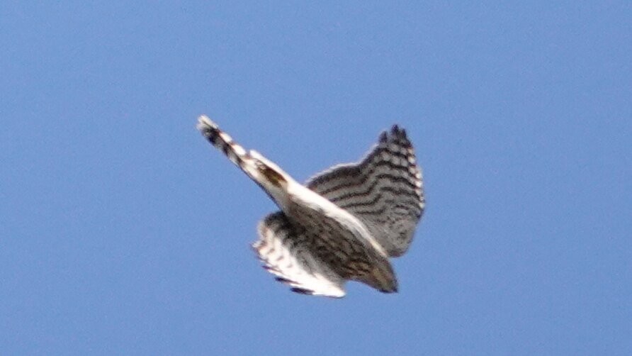 Cooper's Hawk - ML646024873