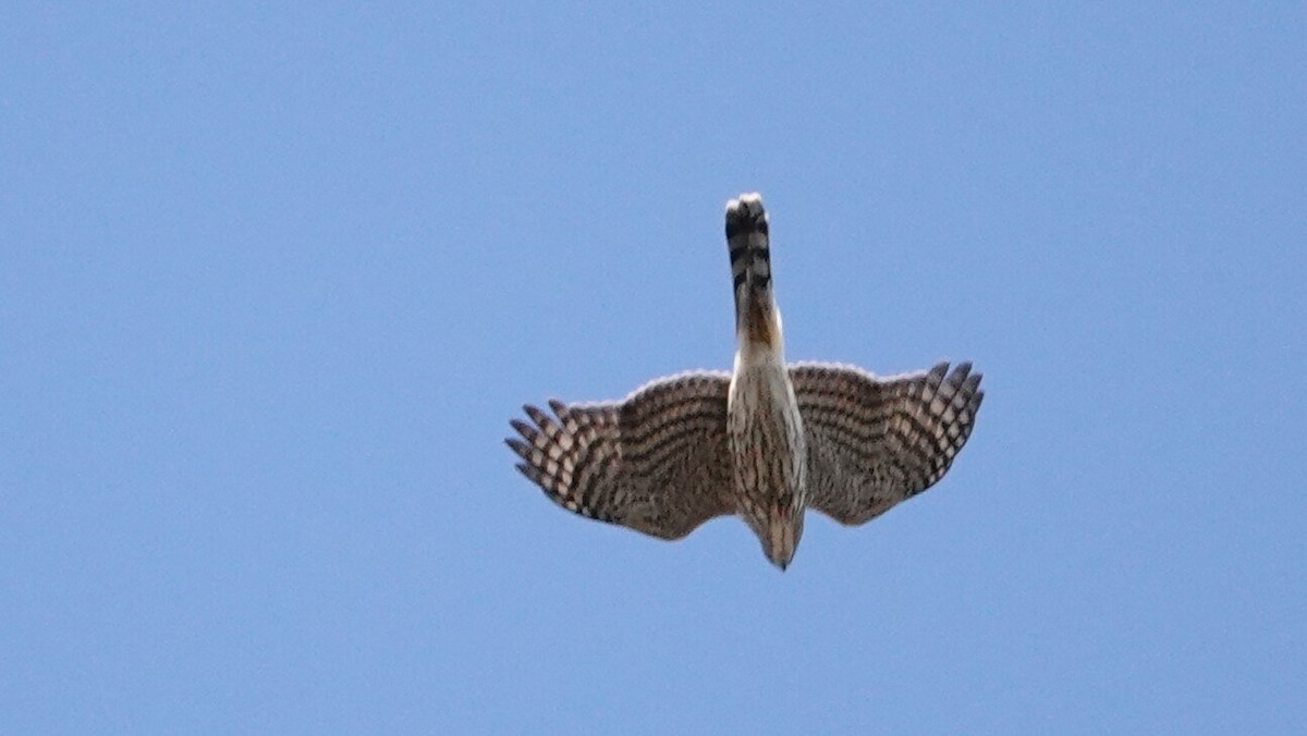 Cooper's Hawk - ML646024875