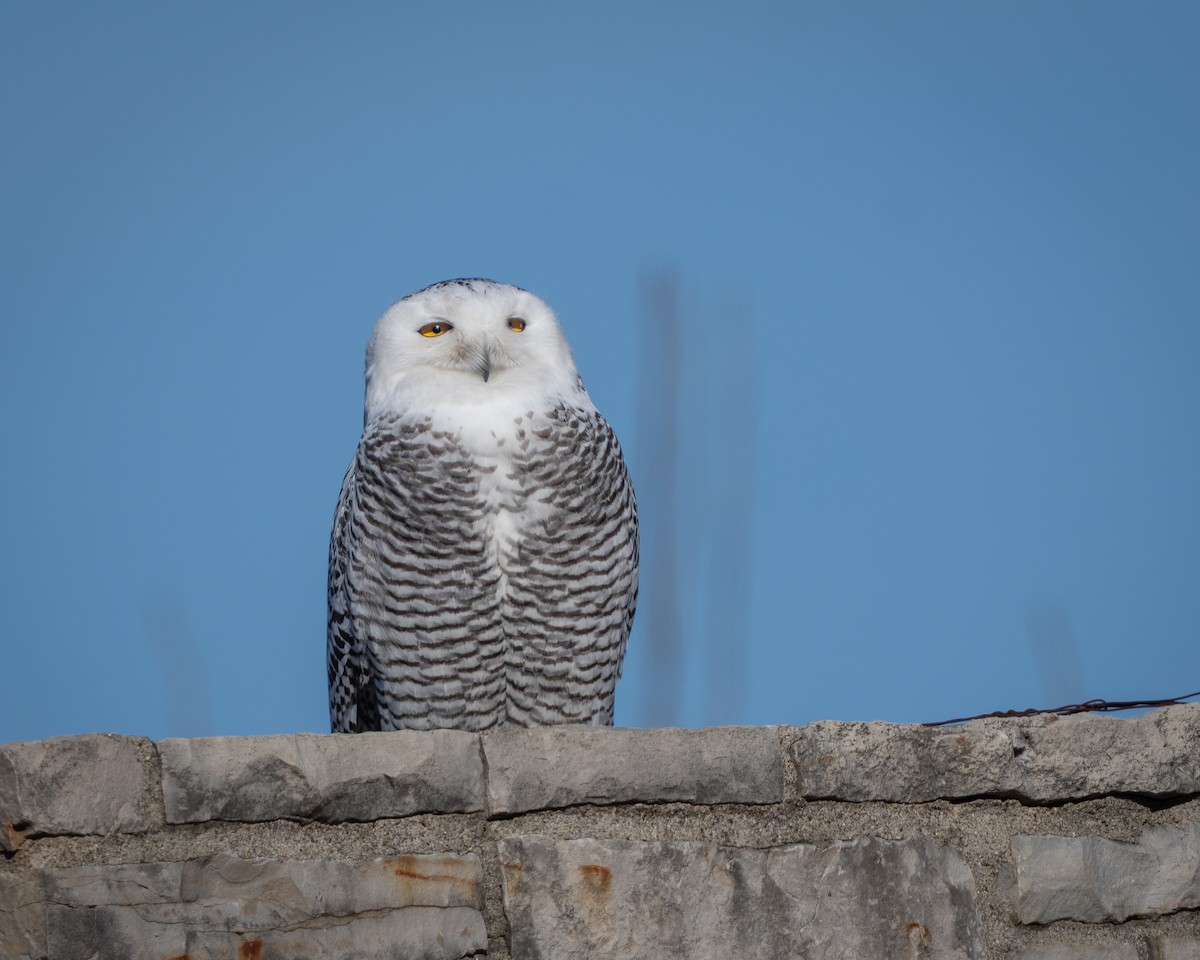 לילית שלג - ML646024877
