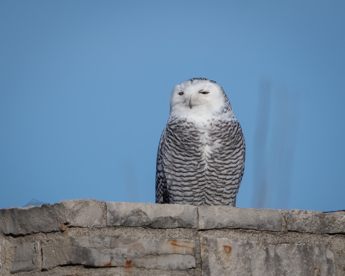 לילית שלג - ML646024878