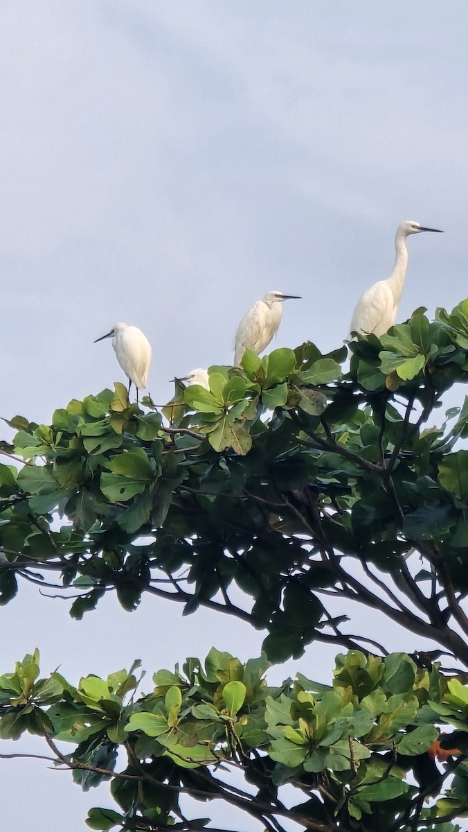 Little Egret - ML646024880