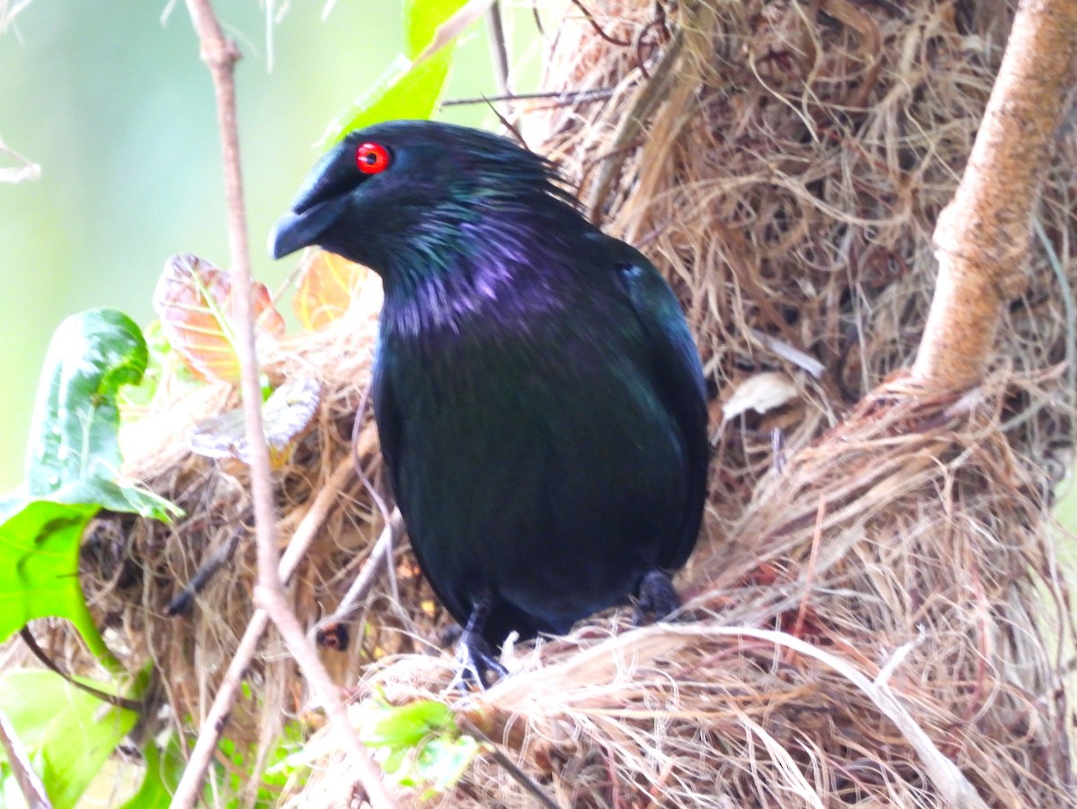 špaček lesklý - ML646024883