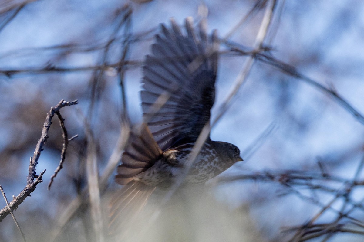 Fox Sparrow (Slate-colored) - ML646024896