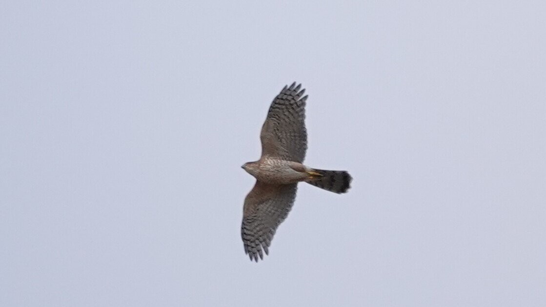 Cooper's Hawk - ML646024898
