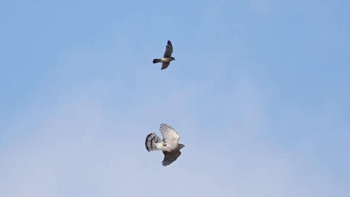 Cooper's Hawk - ML646024899