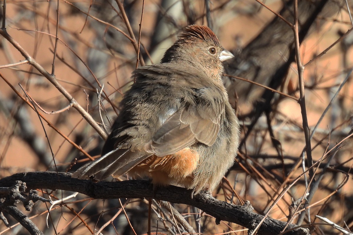 Canyon Towhee - ML646024916
