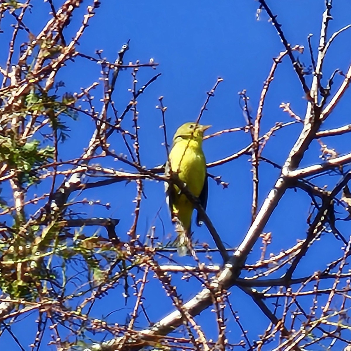 Western Tanager - ML646024917