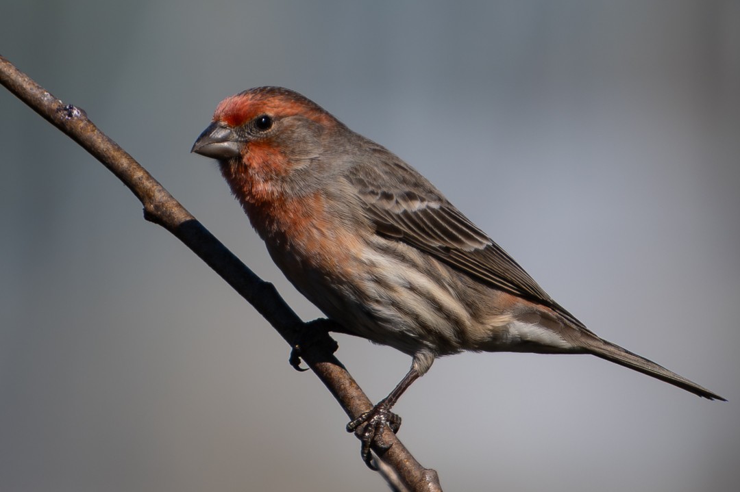 House Finch - ML646024927