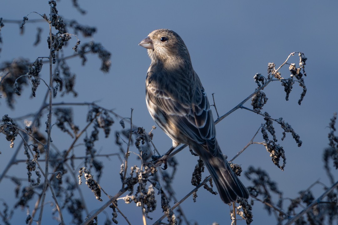 House Finch - ML646024930